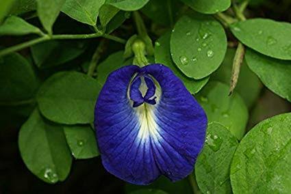 Conheça a Flor Clitória e os Benefícios do seu Chá Azul